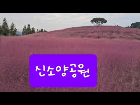 신소양공원  핑크뮬리  합천