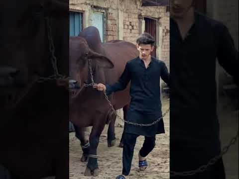 beautiful cow tiktok(2)