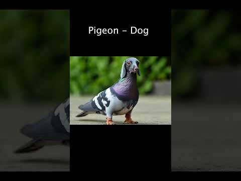 Pigeon - Dog