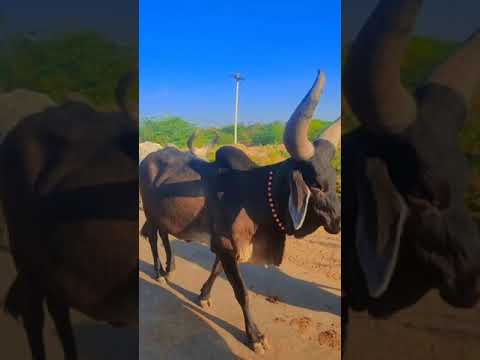 Kankrej Cow Marwad Pawti RJ