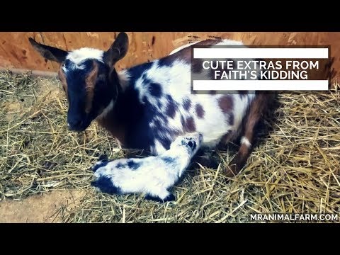 Cute Extras From Faith's Kidding