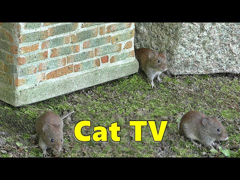 Cat TV ~ Catch The Mouse Fun