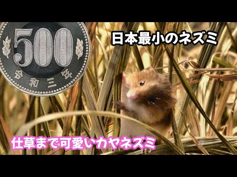 丸っこくてモフモフ　日本最小ネズミ