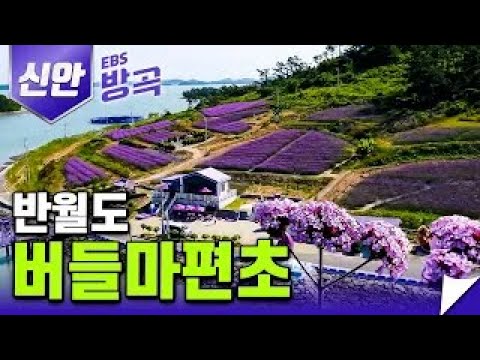 신안의 퍼플섬 반월도ㅣ5월 말에서 9월까지 반월도를 보랏빛으로 물들이는 버들마편초의 향연