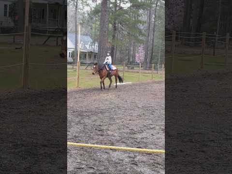 🧋#equestrian #horses #shorts #collide #barrelracing