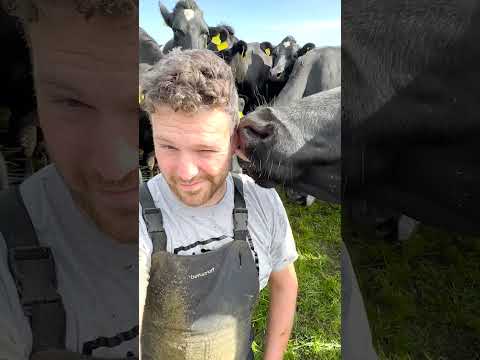 What's it feel like to be licked by a cow!? .... I found out for you #lick #eew #cow #funny