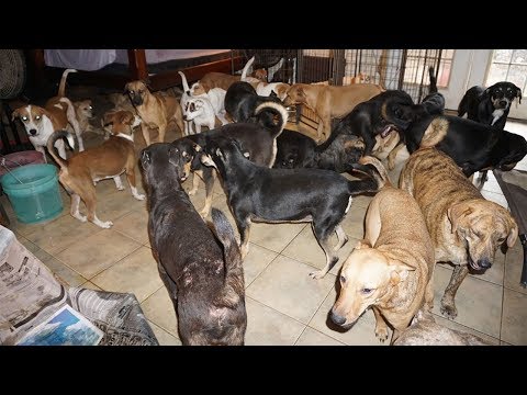 Woman shelters 97 dogs in her home as Hurricane Dorian lashes Bahamas