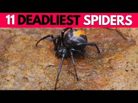 11 Deadly Spiders | Spider Video