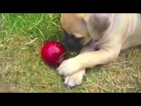 Puppy playing with an apple