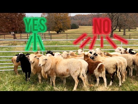 How To Choose The BEST Ram For Your Flock