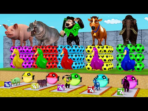 Paint Animals Cow Elephant Pig Gorilla Hippo T-Rex Wild Animals Cage Game