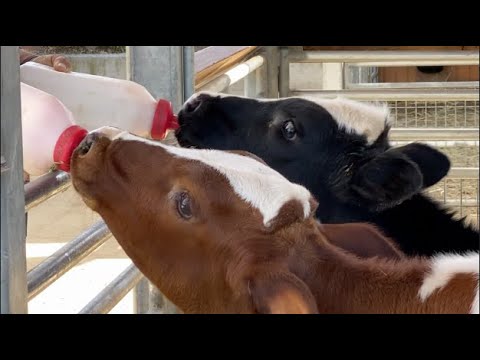 CUTEST BABY ANIMALS | baby cows on the farm | MILK BOTTLE DAY