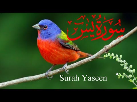 Surah yasin (Yaseen) Full HD/surah yasin full /live surah yasin