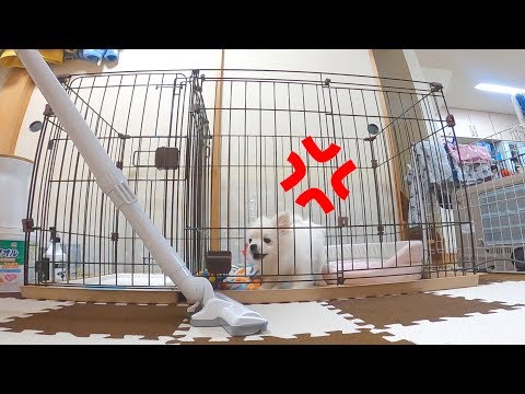 掃除機にキレるポメラニアンの子犬