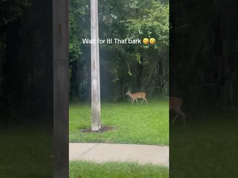 Wait for it 😂😂😂😂. (Volume up)  #deer #dogsoftiktok #funny #sisterhazelband #sisterhazel