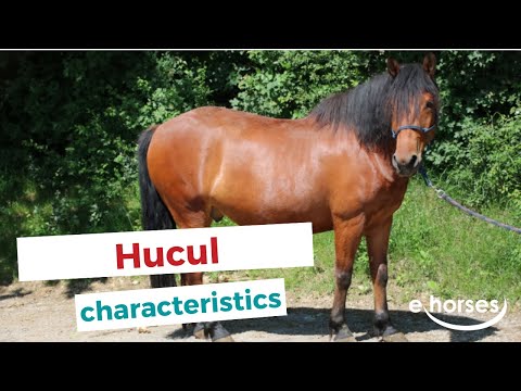 Hucul | characteristics, origin & disciplines