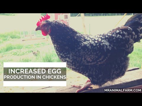 Increased Egg Production In Chickens