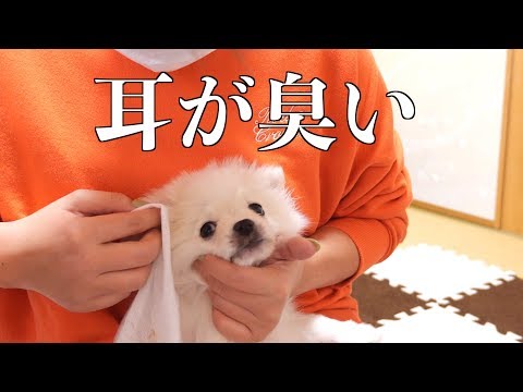 子犬のお耳がくっさーい！耳そうじします！【ぽこあぽこ】