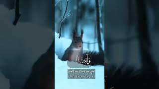 عبد الباسط عبد الصمد سورة الأحزاب #قران_كريم