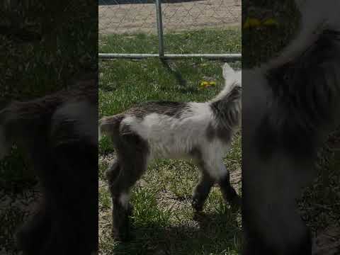 The Goat Kids are so much fun to watch!