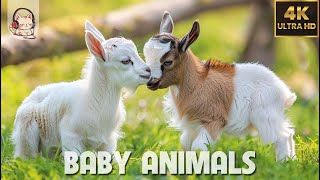 Baby Animals - Amazing World Of Young Animals | 4K Scenic Relaxation Film (60FPS)🌿