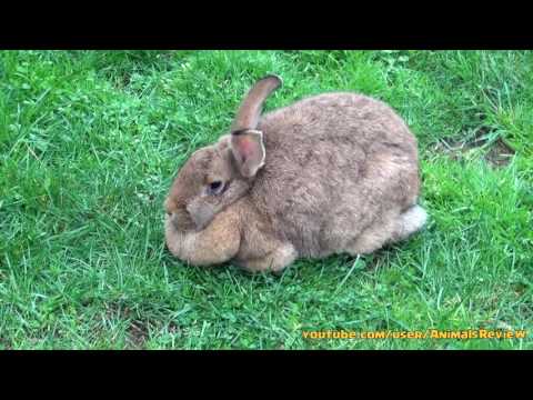 Fat Flamish Bunny Rabbit