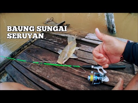 MANCING IKAN BAUNG LANGSUNG DI MASAK || MASAK IKAN BAUNG SUNGAI || MANCING IKAN BAUNG SUNGAI #021