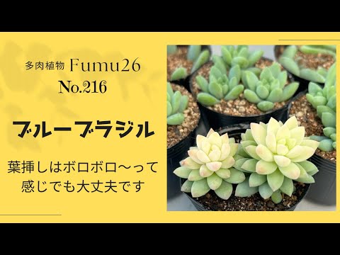 【多肉植物】ちょ～かんたん✨植えればどんどん増えます♬