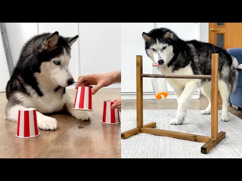 The Smartest Husky! How to Develop a Dog's Intelligence