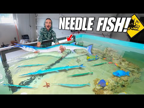 Catching TONS of NEEDLE FISH To Stock My Giant SALTWATER POND!