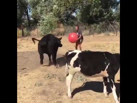 beautiful cow tiktok