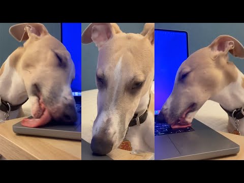 My DOG LOVES Licking My Laptop | FUNNY ANIMALS