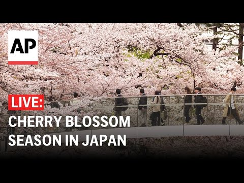 LIVE: Watch cherry blossom trees in Japan