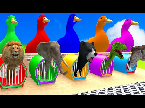 5 Giant Duck Cartoon,Cow,Elephant,Tiger,Lion,Dinosaur,Paint Wild Animals Crossing Fountain Animation