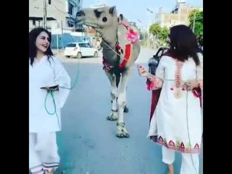 most beautiful camel