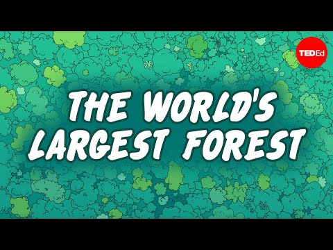 Is the Amazon Rainforest disappearing? - Anna Rothschild