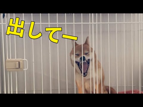 「ここから出してー！」朝は不満たらたらな柴犬こなつ