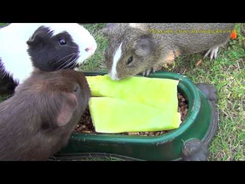 My Guinea Pigs Eating Melon Rinds