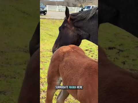 Baby foals playing… but is this one okay?! 🐴😂 Checking on the very asleep foal in the pasture!