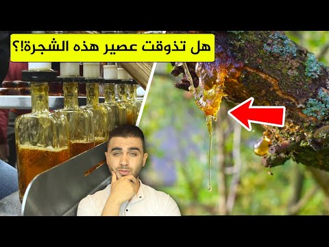 استخراج شراب القيقب من الشجرة العجيبة😍هل هو مفيد جداً😱كشف الحقيقة !؟