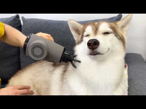 How Differently Dogs And Cats React To the Massager! Cute Husky