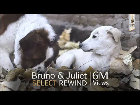 Sometimes Friends Find You: Bruno & Juliet | Imtiaz Ali | Royal Stag Barrel Select Large Short Films