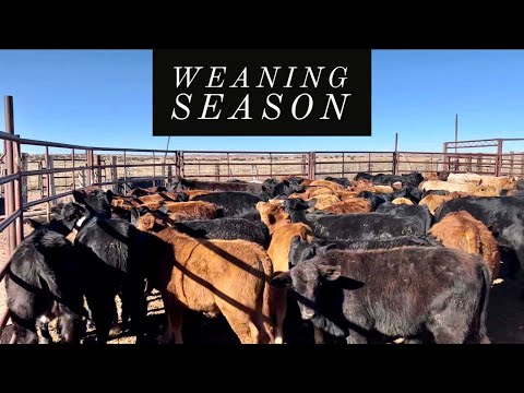 WEANING SOME CALVES | NANCY GETS FANCY #quarterhorses #ranch