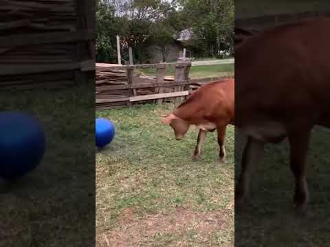 cow playing with ball