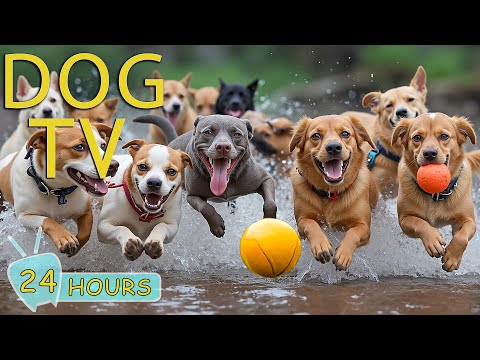 DOG TV: The Ultimate Video Entertain for Dogs to Watch While Home Alone -Anti Anxiety Music for Dogs