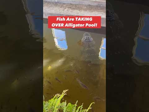 Fish Are TAKING OVER Alligator Pool! 😱🐟🐊#shorts #alligator