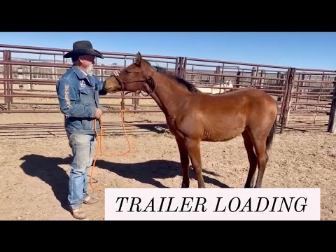 SHOWING OFF | JERRY GETS TWO FOALS READY TO LEAVE #foals #trailerloading