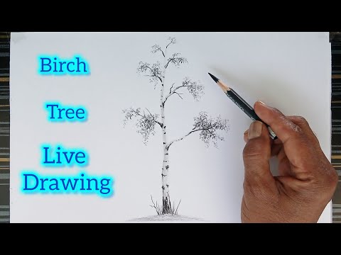 GP Like is live/ How to draw a birch tree with pencil step by step.