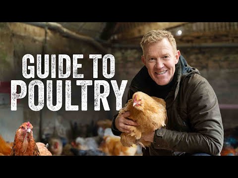 Thinking of Keeping Chickens and Ducks? - Adam Henson's Farm Diaries