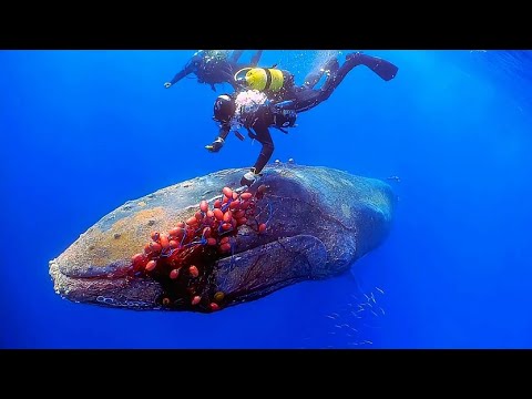 What Happens to Whales When They Die? 🐋